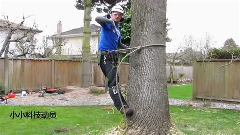 原来爬树这么简单，美国伐木工人只用到了一根绳子，太强了