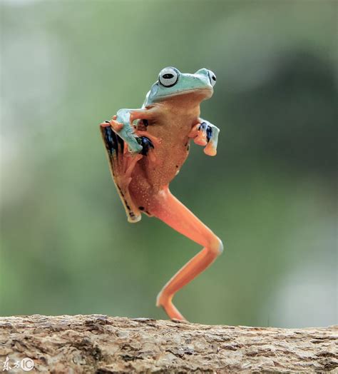 卡通跳跃的青蛙