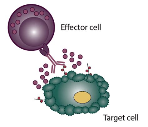 抗体表达CHO细胞株的构建策略与流程 服务_生物器材网