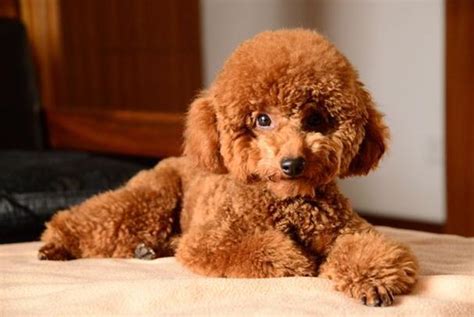 泰迪犬价格-图片-泰迪犬多少钱一只-泰迪犬好养吗 - 波波宠物领养网
