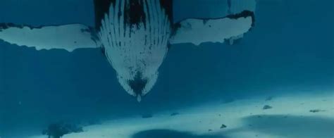 南冰洋里的巨鲸 – 素材.Plus