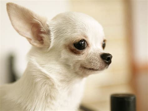 出售宠物狗 纯种吉娃娃价格 纯种苹果头吉娃娃幼犬价格 吉娃娃犬
