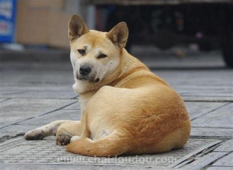 日本土佐犬 - 高清图片，堆糖，美图壁纸兴趣社区