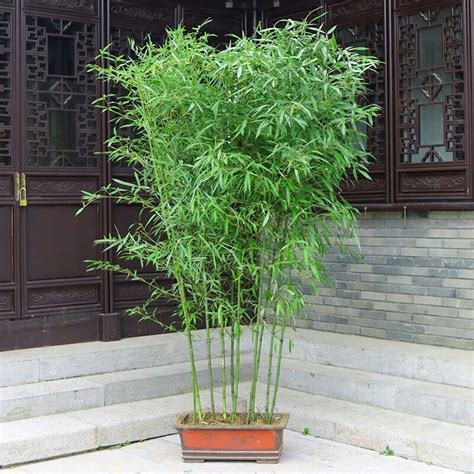 佛肚竹盆景罗汉竹室内客厅盆栽办公室内竹子小型矮化观赏盆栽植物-阿里巴巴