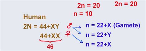 某二倍体动物（2N）的一个精原细胞进行减数分裂时，依次经历了以下四个不同的时期，其染色体组数和同源染色体对数如图所示。下列叙述正确的是（）A ...