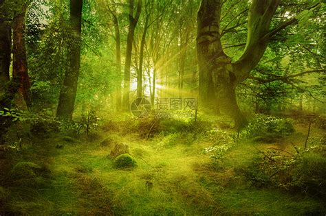 神秘的森林图片-美丽神秘的森林素材-高清图片-摄影照片-寻图免费打包下载