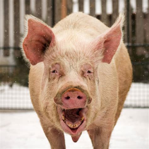Big pig | Peppa Pig Fanon Wiki | Fandom