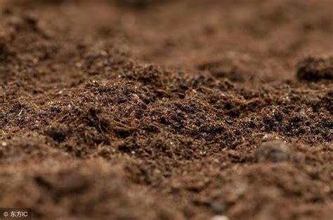泥土,手,堆肥,农业职位,肥料,地球,湿,栽培植物,地面,泥摄影素材,汇图网www.huitu.com