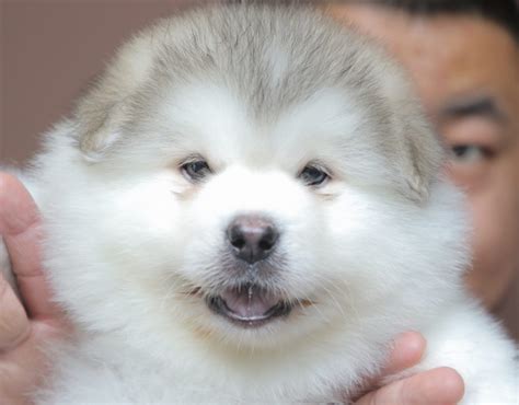 阿拉斯加幼犬活体雪橇犬阿拉斯加犬灰桃狗犬宠物狗幼崽价格狗-阿里巴巴