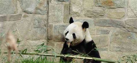 太萌了！美国孟菲斯动物园大熊猫津津有味啃竹子