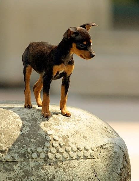 鹿犬狗狗图片