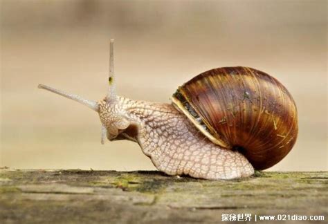为什么说蜗牛是牙齿最多的动物？__凤凰网