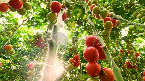 风味or储存？番茄种业的得与失 - Foodaily每日食品