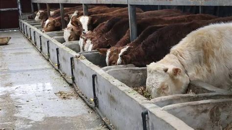 牛价格多少钱一头？2021农村养牛的利润与成本分析 - 知乎