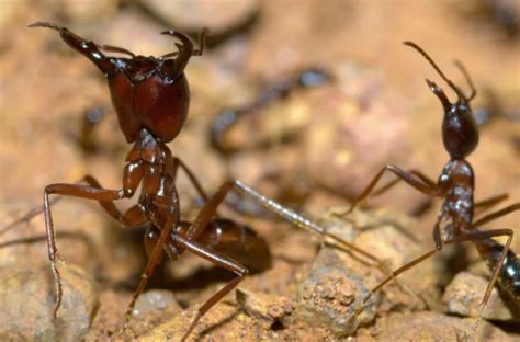 世界上最凶的10种蚂蚁排名 行军蚁上榜，第九很具攻击性--趣奇闻
