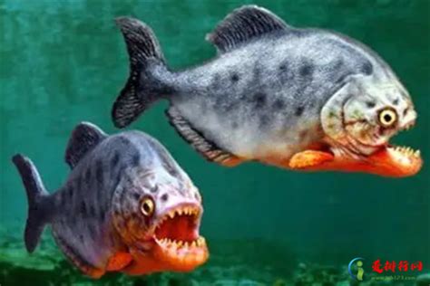 世界十大食人鱼,十大世界上最恐怖的食人鱼