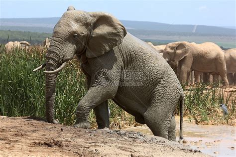 野生动物大象高清图片下载-正版图片307735419-摄图网