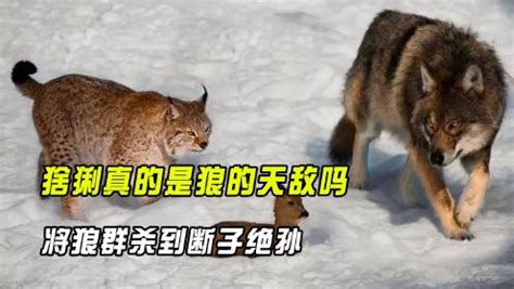 动物所在气候变化影响雪兔－猞猁种群周期性波动研究中获进展----中国科学院