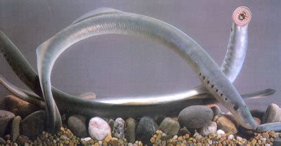 七鳃鳗纲-野生动物生态保护-图片
