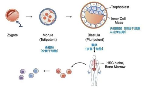 干细胞科普——干细胞分类_细胞中国