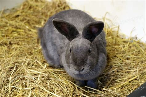 灰色的宠物兔子高清图片下载-正版图片600794488-摄图网