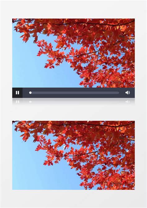 红枫叶在随风舞动实拍视频素材模板下载_枫叶_图客巴巴