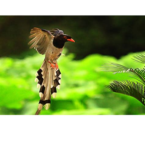 【长尾巴红嘴蓝鹊摄影图片】生态摄影_太平洋电脑网摄影部落