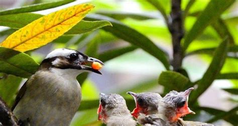 11天云南西部拍鸟之旅收获185种鸟类！满载而归！ | 野去自然旅行