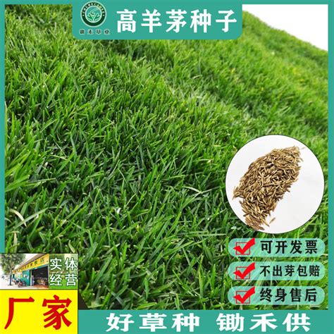 884.幼棉棉2(白蓬蓬)草属性~寄生种子图片