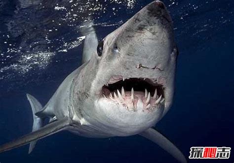 地球上是最大的食肉动物，古噬人鲨吃人图片(21米/103吨)_探秘志手机版