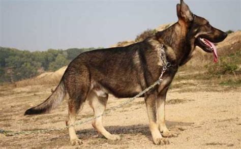 正宗昆明犬多少钱一只-昆明犬和德牧区别-军犬品种排名