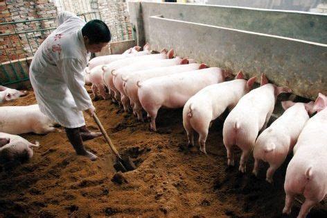 养殖业者必读 | 暴利已去，重磅推演特殊国情下的养猪业未来10年 - 知乎