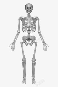 骨骼骨架人体结构素材图片免费下载-千库网