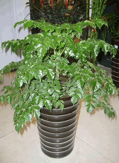 菜豆树图片