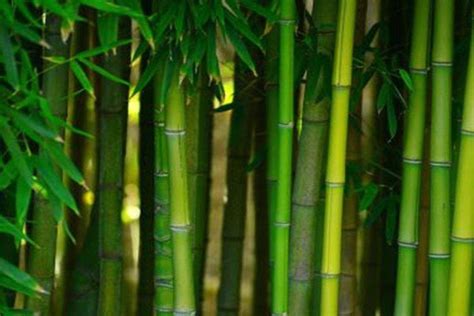 竹子有什么特点 - 业百科