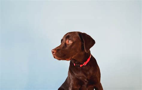 2020保定养犬管理规定 保定市养犬管理规定 – 蓝云宠物网