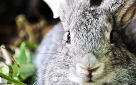 羊城晚报-关于兔子，你真的了解吗？