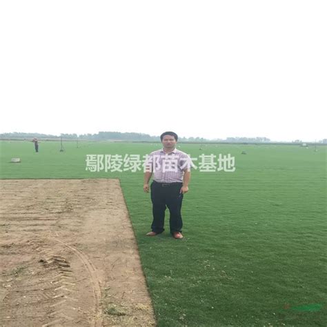 草坪种植批发-重庆草坪种植基地网站建设找我们_深圳富海360总部