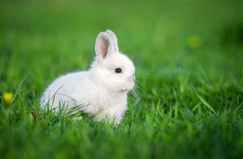兔子图片-绿色草地上的小白兔素材-高清图片-摄影照片-寻图免费打包下载