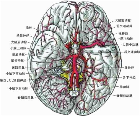 人体脑底动脉环模式图-人体解剖图,_医学图库