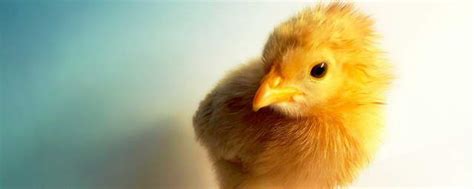 科学家告诉你小鸡如何破壳而出 - 2018年4月3日, 俄罗斯卫星通讯社