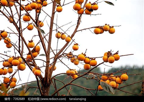 秋季户外树上结的大片柿子素材图片免费下载-千库网