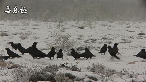 乌鸦也叫“黑老鸹”，寒冬季节，无数乌鸦出来觅食！_腾讯视频