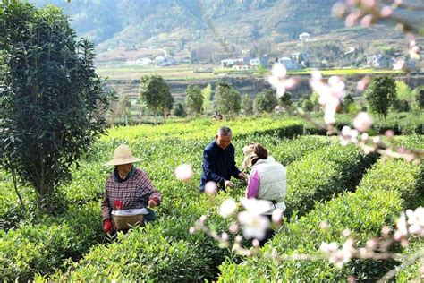 陕西平利：走出“因茶致富、因茶兴业”的产业兴旺之路_茶叶_建设_茶园