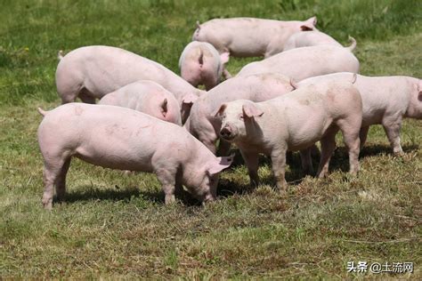 湖北省最新养猪政策：继续抓好新建扩建猪场项目建设和老旧猪场改造升级 - 猪好多网