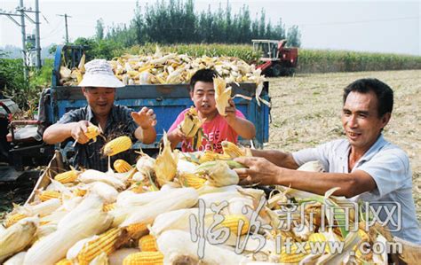 曲沃：加大农机技术推广 提升玉米收获水平_临汾新闻网