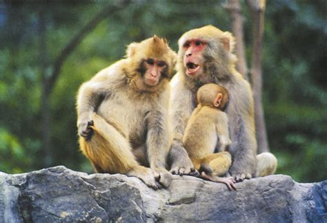 北京方言里的“猴”：毛猴儿 猴儿拉稀 猴儿顶灯——人民政协网