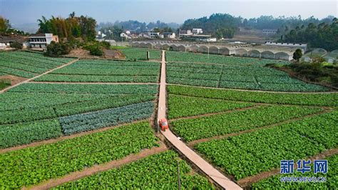 重庆璧山：检查农产品市场 保障节日供给-人民图片网