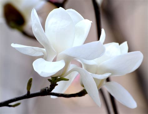 白玉兰花的寓意是什么花语介绍 种白玉兰有风水讲究吗