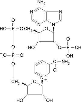 NAD(P)H依赖型氧化还原酶不对称还原胺化制备手性胺的研究进展